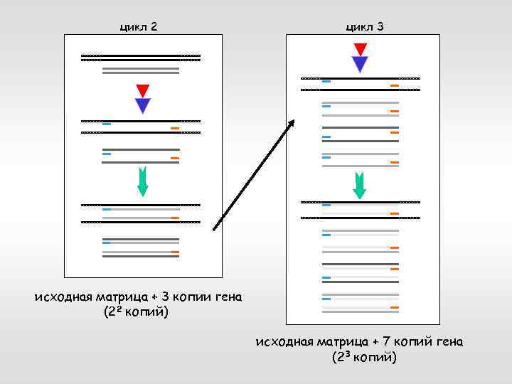 цикл 2 цикл 3 исходная матрица + 3 копии гена (22 копий) исходная матрица