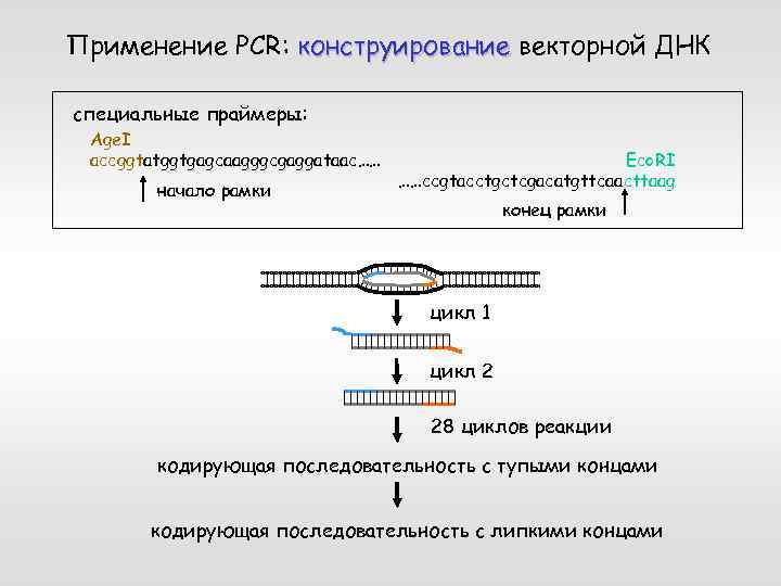 Особенности клонирования днк по типу in vivo