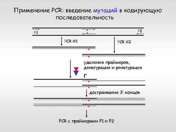 Применение PCR: введение мутаций в кодирующую последовательность P 2 P 1 PCR #2 удаление