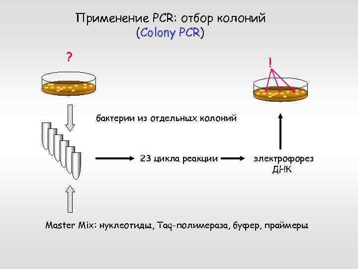 Применение PCR: отбор колоний (Colony PCR) PCR ? ! бактерии из отдельных колоний 23