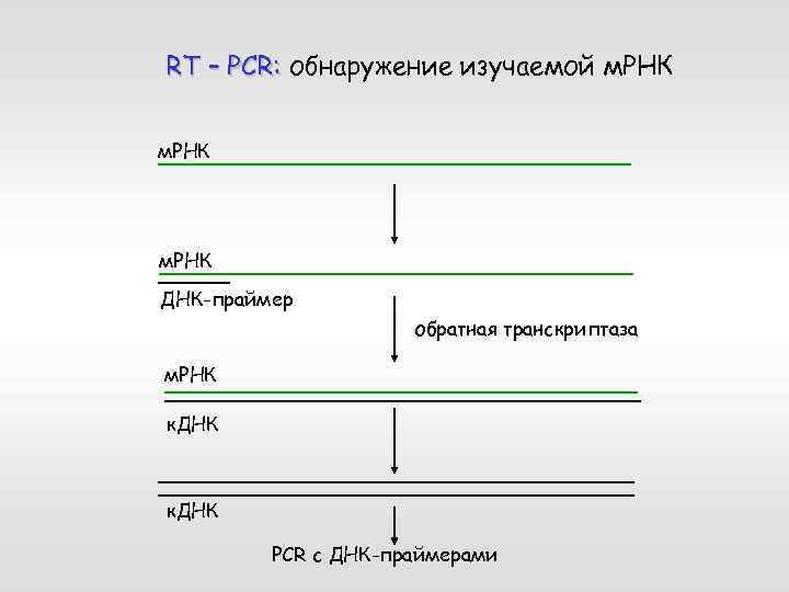RT – PCR: обнаружение изучаемой м. РНК ДНК-праймер обратная транскриптаза м. РНК к. ДНК
