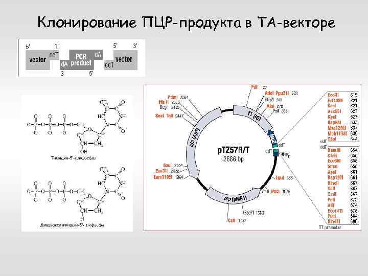 Особенности клонирования днк по типу in vivo