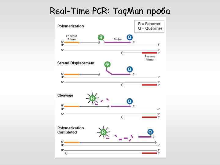 Real-Time PCR: Taq. Man проба 