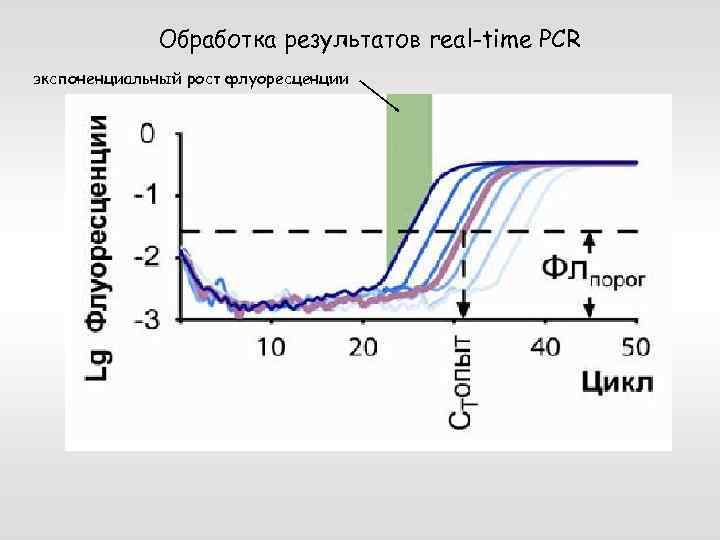 Обработка результатов real-time PCR экспоненциальный рост флуоресценции 