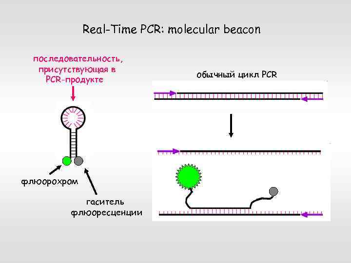 Real-Time PCR: molecular beacon последовательность, присутствующая в PCR-продукте флюорохром гаситель флюоресценции обычный цикл PCR
