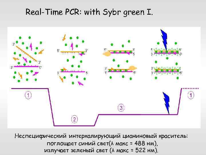 Real-Time PCR: with Sybr green I. Неспецифический интеркалирующий цианиновый краситель: поглощает синий свет(λ макс