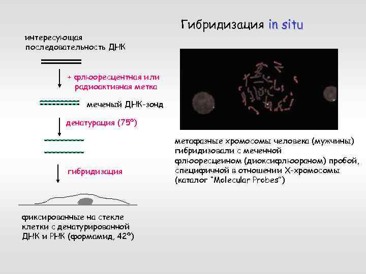 Особенности клонирования днк по типу in vivo