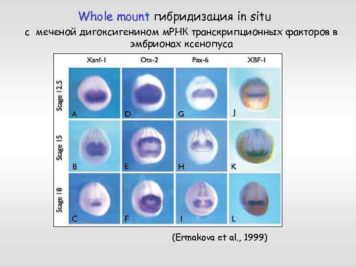 Whole mount гибридизация in situ с меченой дигоксигенином м. РНК транскрипционных факторов в эмбрионах