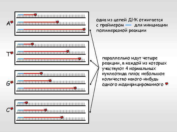 A T G C одна из цепей ДНК отжигается с праймером для инициации полимеразной