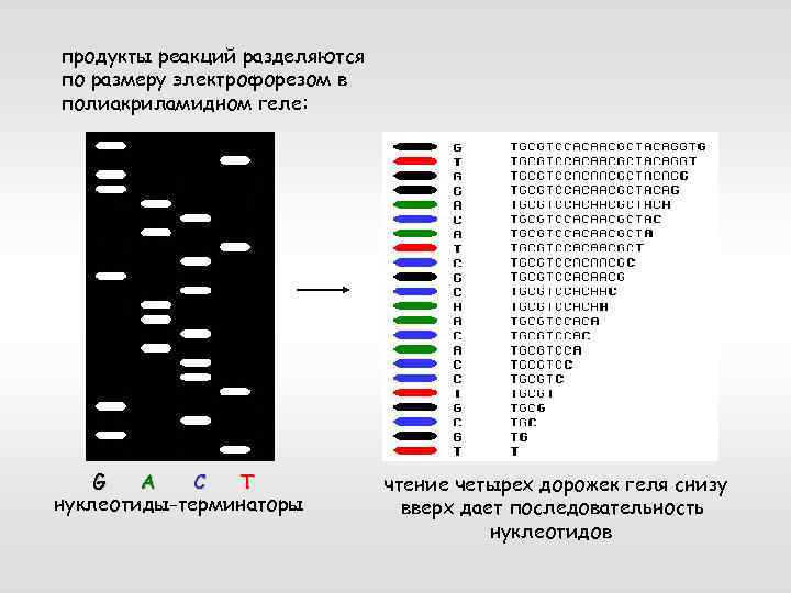продукты реакций разделяются по размеру электрофорезом в полиакриламидном геле: G A C T нуклеотиды-терминаторы