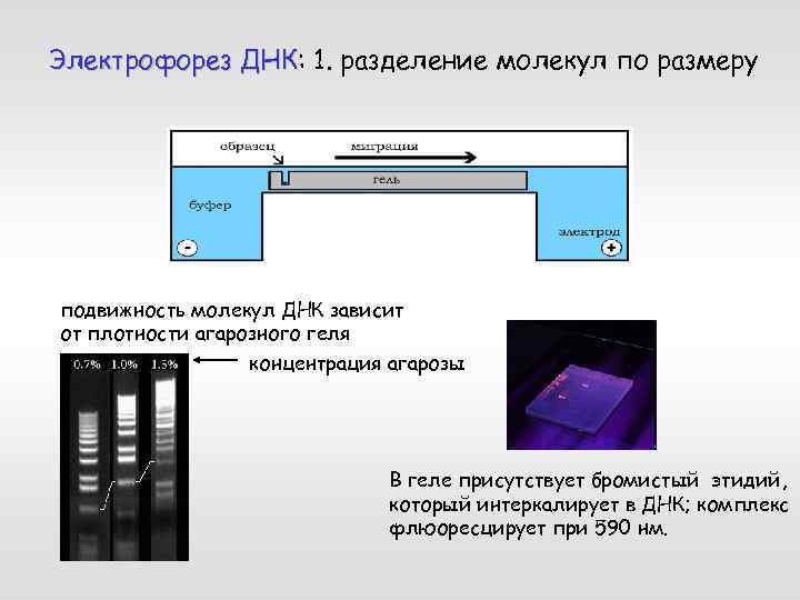 Электрофорез ДНК: 1. разделение молекул по размеру ДНК подвижность молекул ДНК зависит от плотности