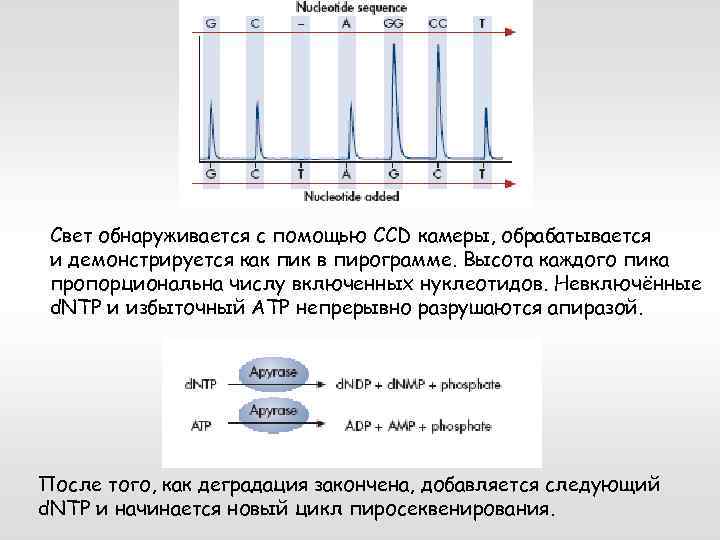 Свет обнаруживается с помощью CCD камеры, обрабатывается и демонстрируется как пик в пирограмме. Высота