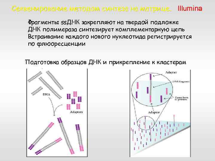 Секвенирование методом синтеза на матрице. Illumina Фрагменты ss. ДНК закрепляют на твердой подложке ДНК