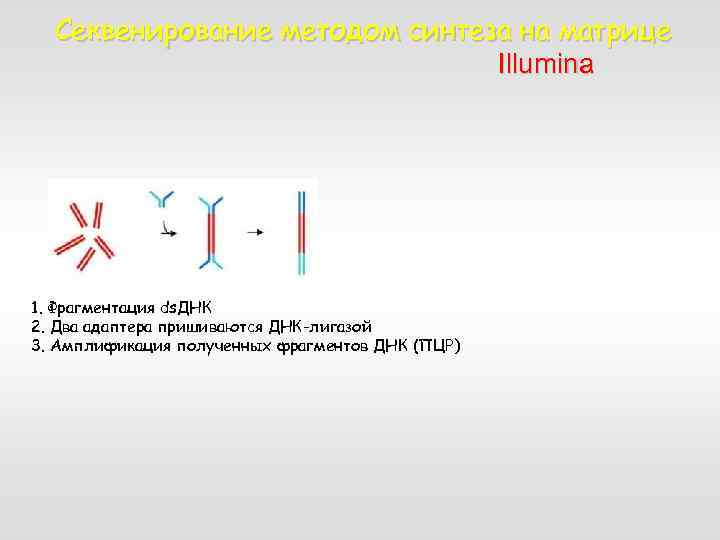 Секвенирование методом синтеза на матрице Illumina 1. Фрагментация ds. ДНК 2. Два адаптера пришиваются