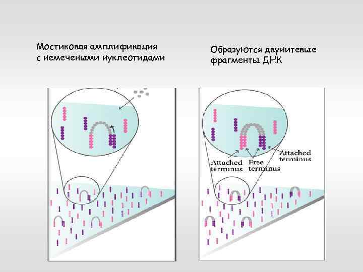  Мостиковая амплификация с немечеными нуклеотидами Образуются двунитевые фрагменты ДНК 