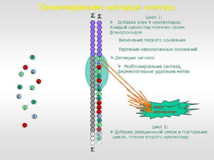 Секвенирование методом синтеза 3’ 5’ Цикл 1: Ø Добавка всех 4 нуклеотидов. Каждый нуклеотид