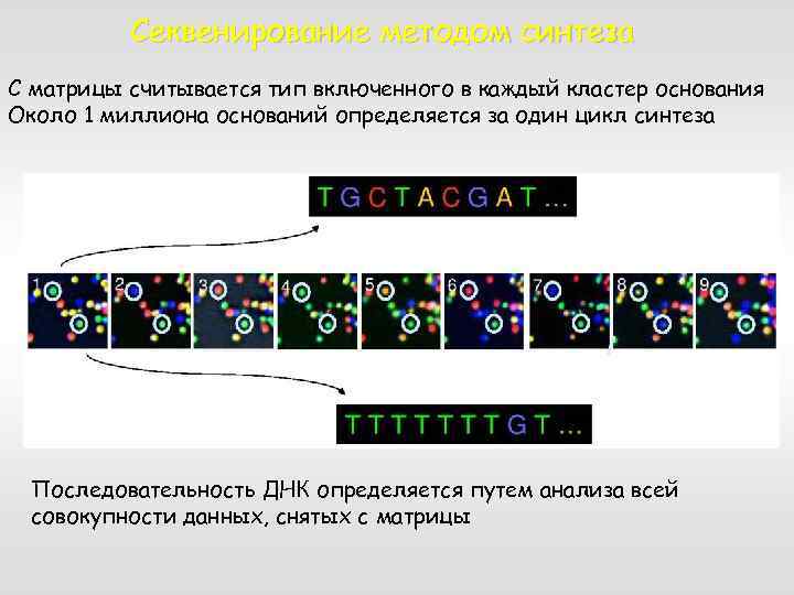 Секвенирование методом синтеза С матрицы считывается тип включенного в каждый кластер основания Около 1