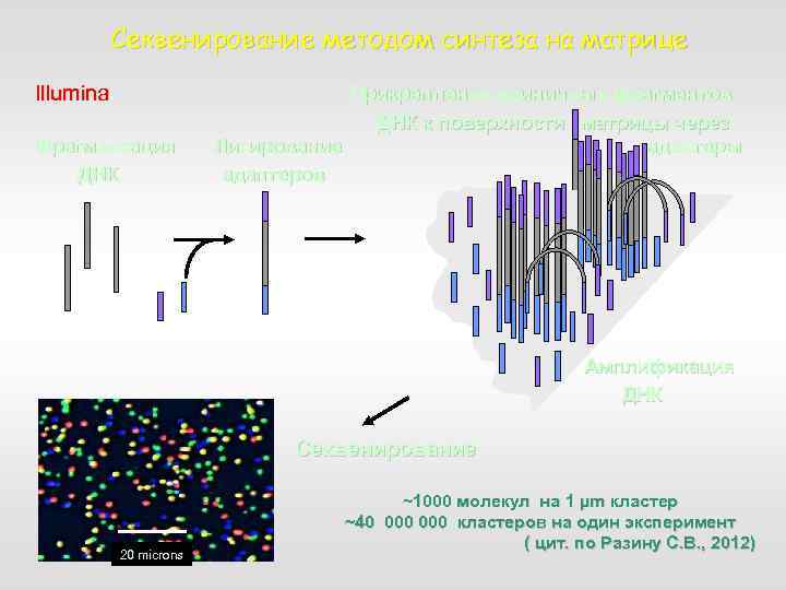 Секвенирование методом синтеза на матрице Illumina Фрагментация ДНК Прикрепление единичных фрагментов ДНК к поверхности