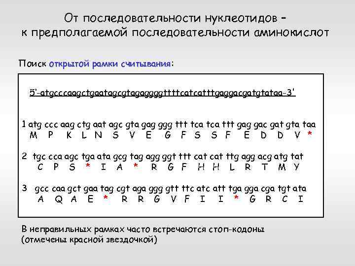 От последовательности нуклеотидов – к предполагаемой последовательности аминокислот Поиск открытой рамки считывания: считывания 5‘-atgcccaagctgaatagcgtagaggggttttcatcatttgaggacgatgtataa-3'