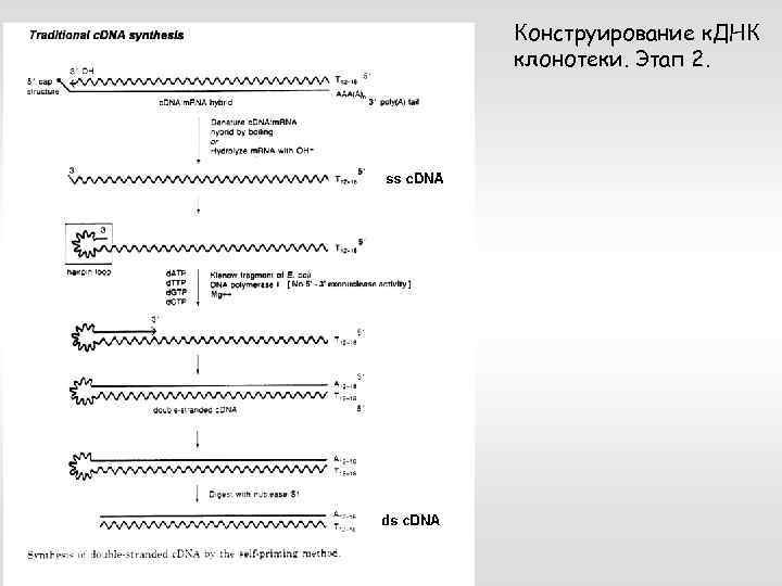 Конструирование к. ДНК клонотеки. Этап 2. 