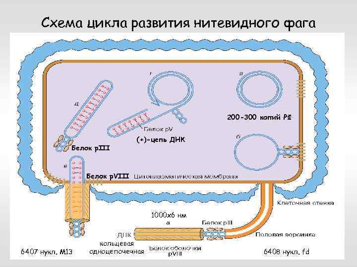 Особенности клонирования днк по типу in vivo