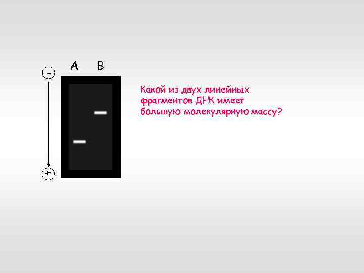 - А B Какой из двух линейных фрагментов ДНК имеет большую молекулярную массу? +
