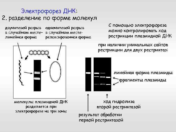 Особенности клонирования днк по типу in vivo