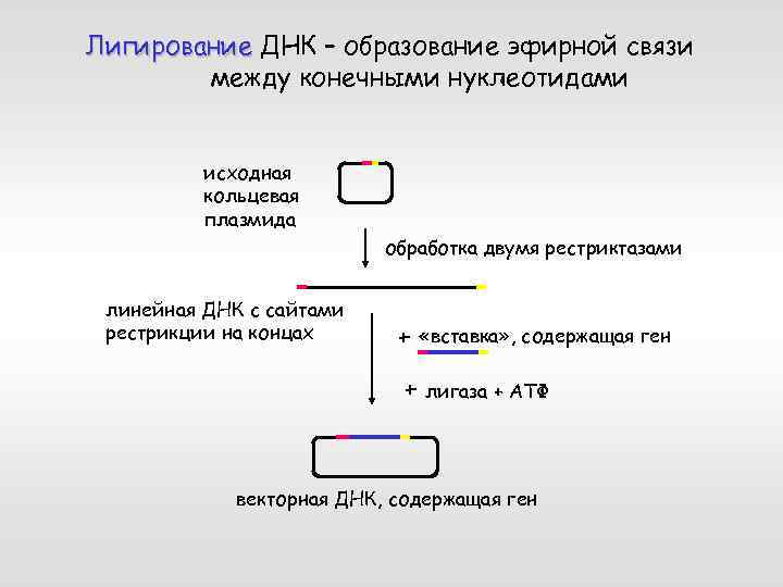 Лигирование ДНК – образование эфирной связи между конечными нуклеотидами исходная кольцевая плазмида обработка двумя