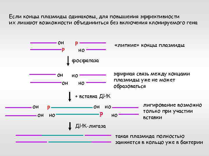 Особенности клонирования днк по типу in vivo