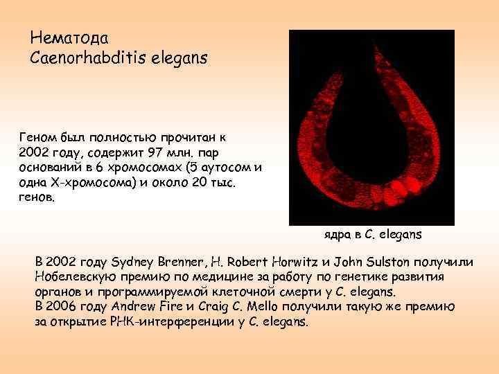 Нематода Caenorhabditis elegans Геном был полностью прочитан к 2002 году, содержит 97 млн. пар