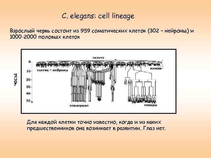 C. elegans: cell lineage часы Взрослый червь состоит из 959 соматических клеток (302 –