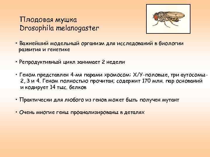 Плодовая мушка Drosophila melanogaster • Важнейший модельный организм для исследований в биологии развития и