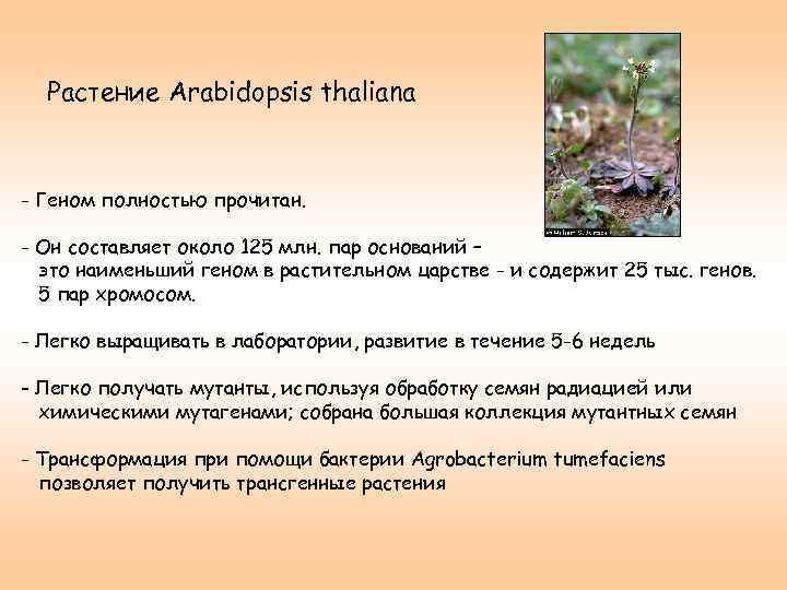 Растение Arabidopsis thaliana - Геном полностью прочитан. - Он составляет около 125 млн. пар