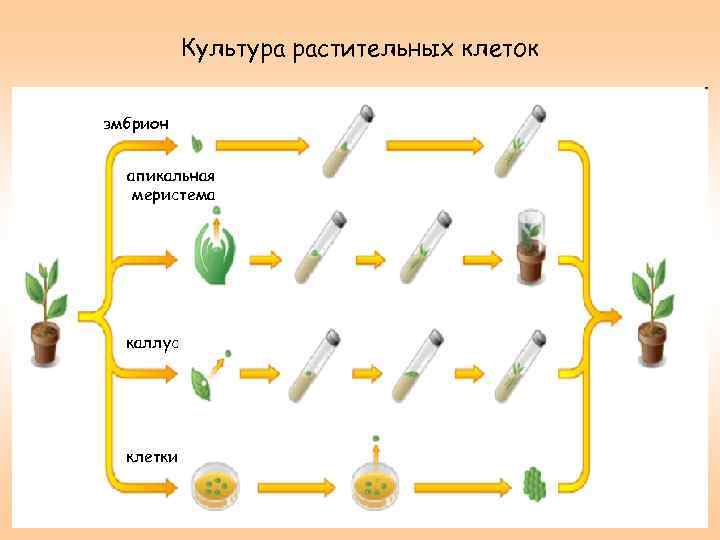 Культура растительных клеток эмбрион апикальная меристема каллус клетки 