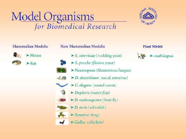 Plant Model: 