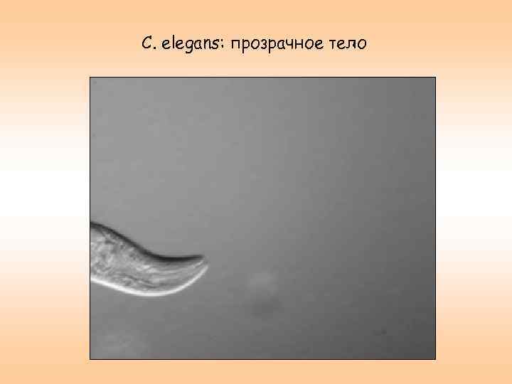 C. elegans: прозрачное тело 