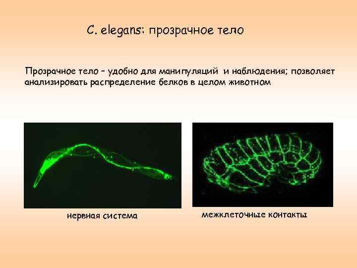 C. elegans: прозрачное тело Прозрачное тело – удобно для манипуляций и наблюдения; позволяет анализировать