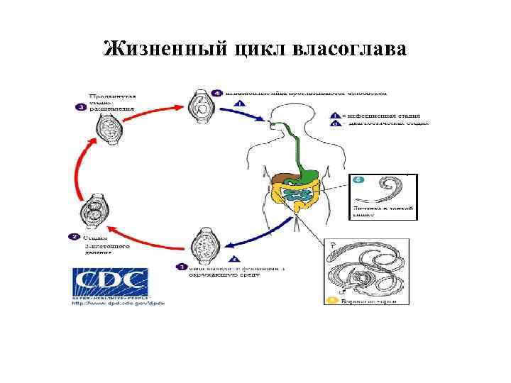 Жизненный цикл власоглава 