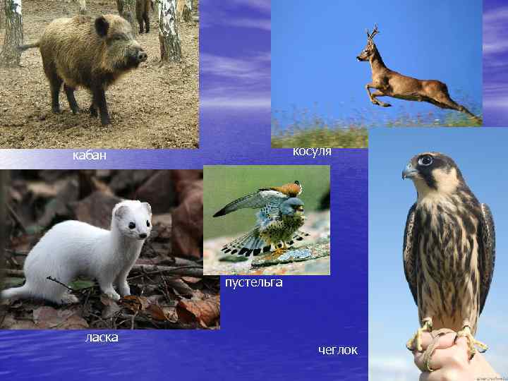 косуля кабан пустельга ласка чеглок 