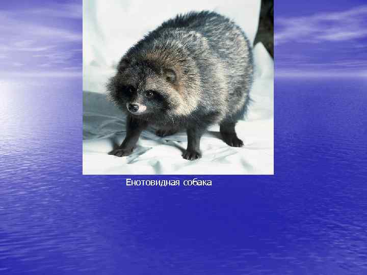 Енотовидная собака 