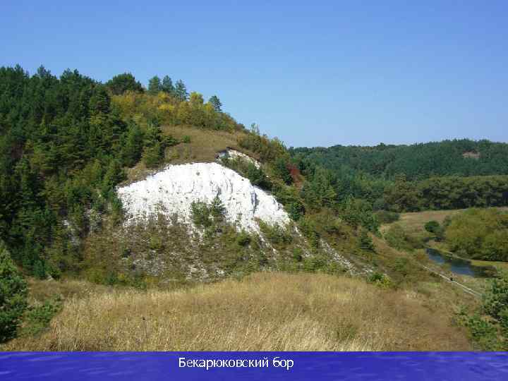 Бекарюковский бор 