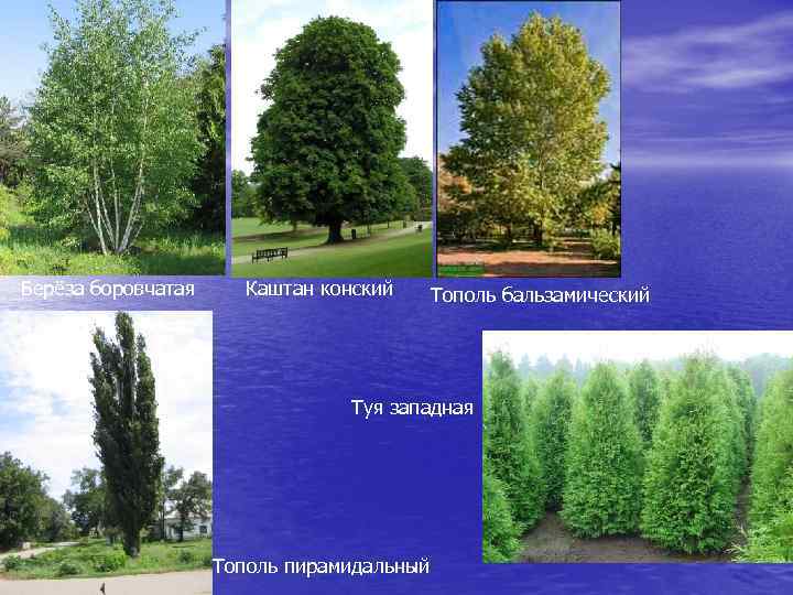 Берёза боровчатая Каштан конский Тополь бальзамический Туя западная Тополь пирамидальный 