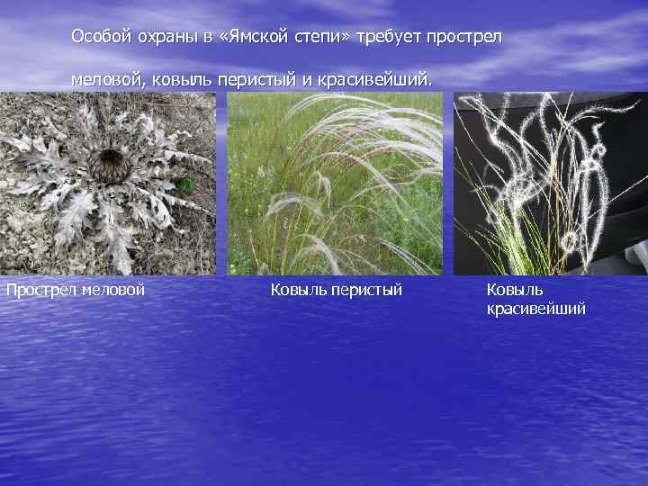 Особой охраны в «Ямской степи» требует прострел меловой, ковыль перистый и красивейший. Прострел меловой