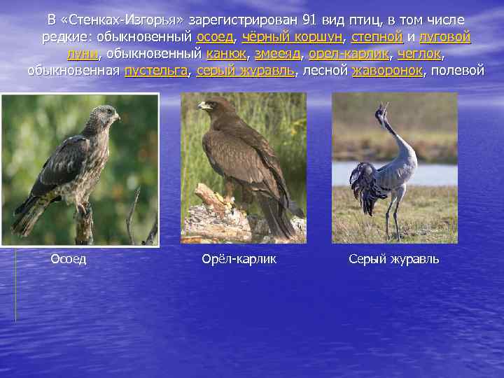 В «Стенках-Изгорья» зарегистрирован 91 вид птиц, в том числе редкие: обыкновенный осоед, чёрный коршун,