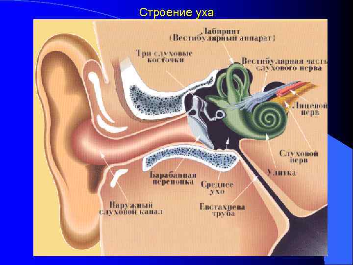 Строение уха биология 8. Строение ухо и вестибулярный аппарат. Евстахиева труба в вестибулярном аппарате.