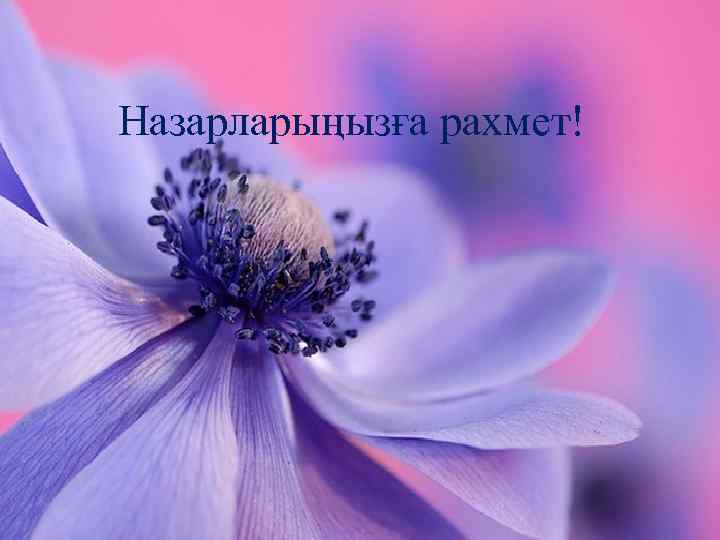 Назарларыңызға рахмет! 