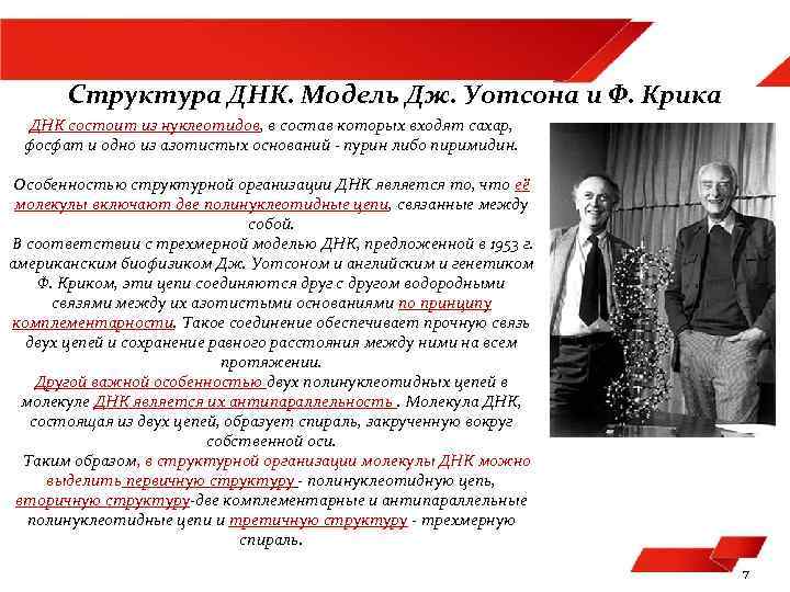 Структура ДНК. Модель Дж. Уотсона и Ф. Крика ДНК состоит из нуклеотидов, в состав
