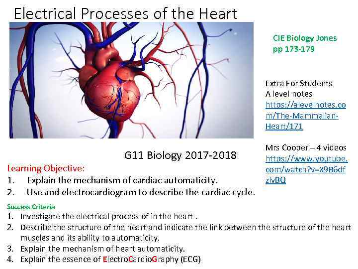 Electrical Processes of the Heart CIE Biology Jones pp 173 -179 Extra For Students