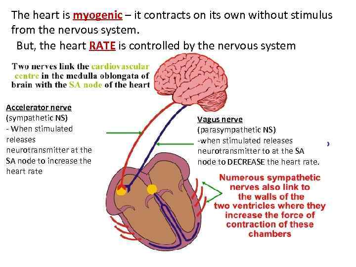 The heart is myogenic – it contracts on its own without stimulus from the