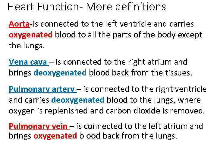 Heart Function- More definitions Aorta-is connected to the left ventricle and carries oxygenated blood